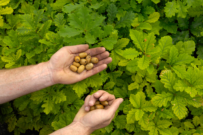 Seeds for nurseries