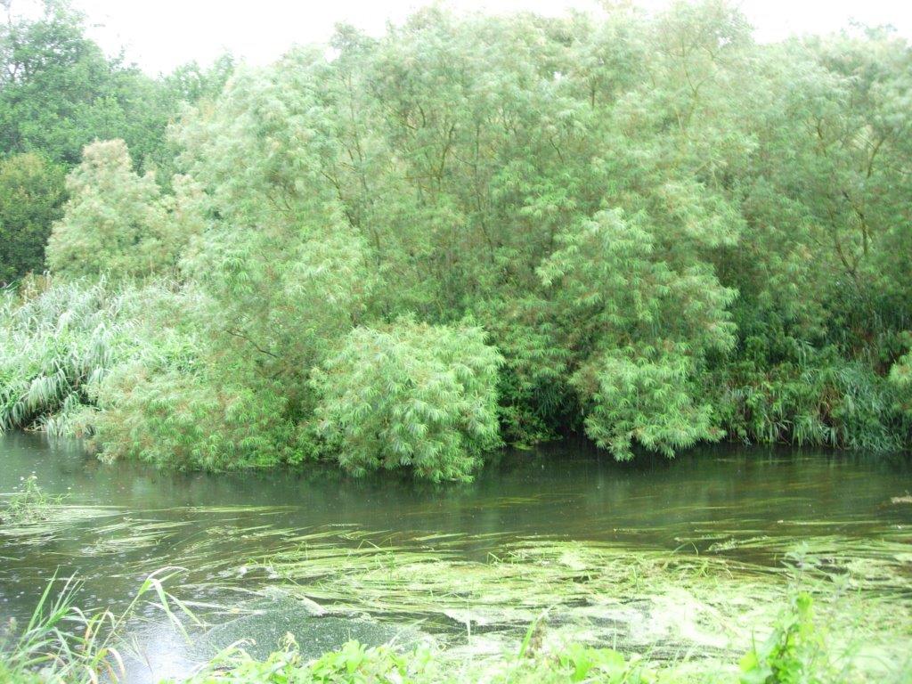 Picture of Native Alluvial Woodland on Coillte estate by riverside