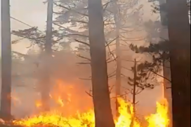 Picture of a forest fire