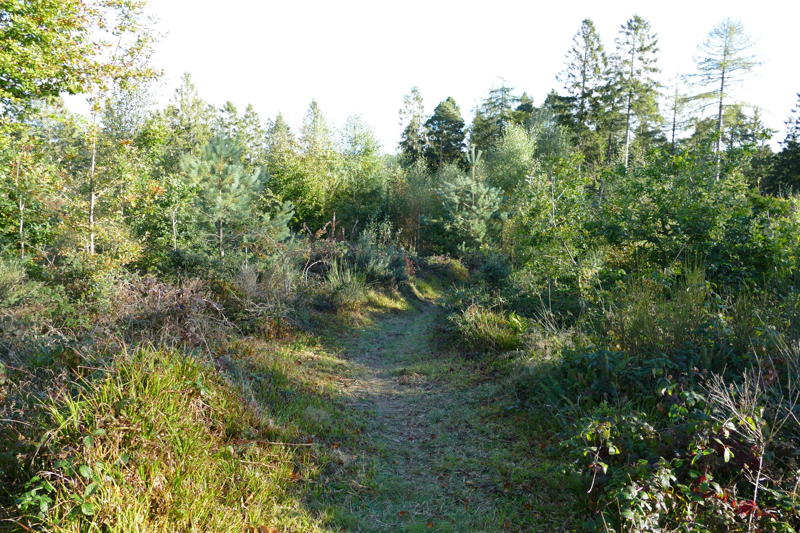 A young native woodland