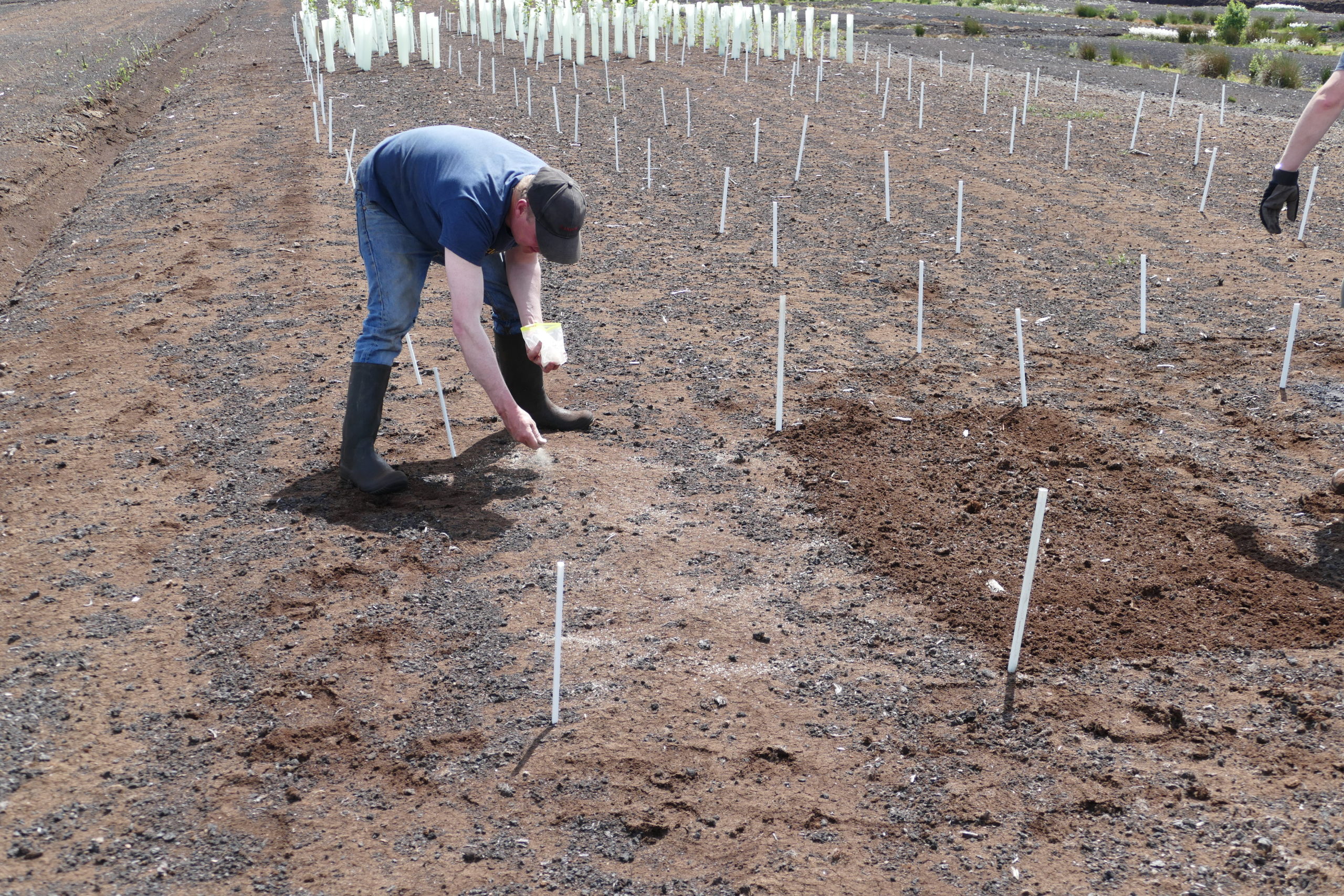 Direct seeding on a trial plot