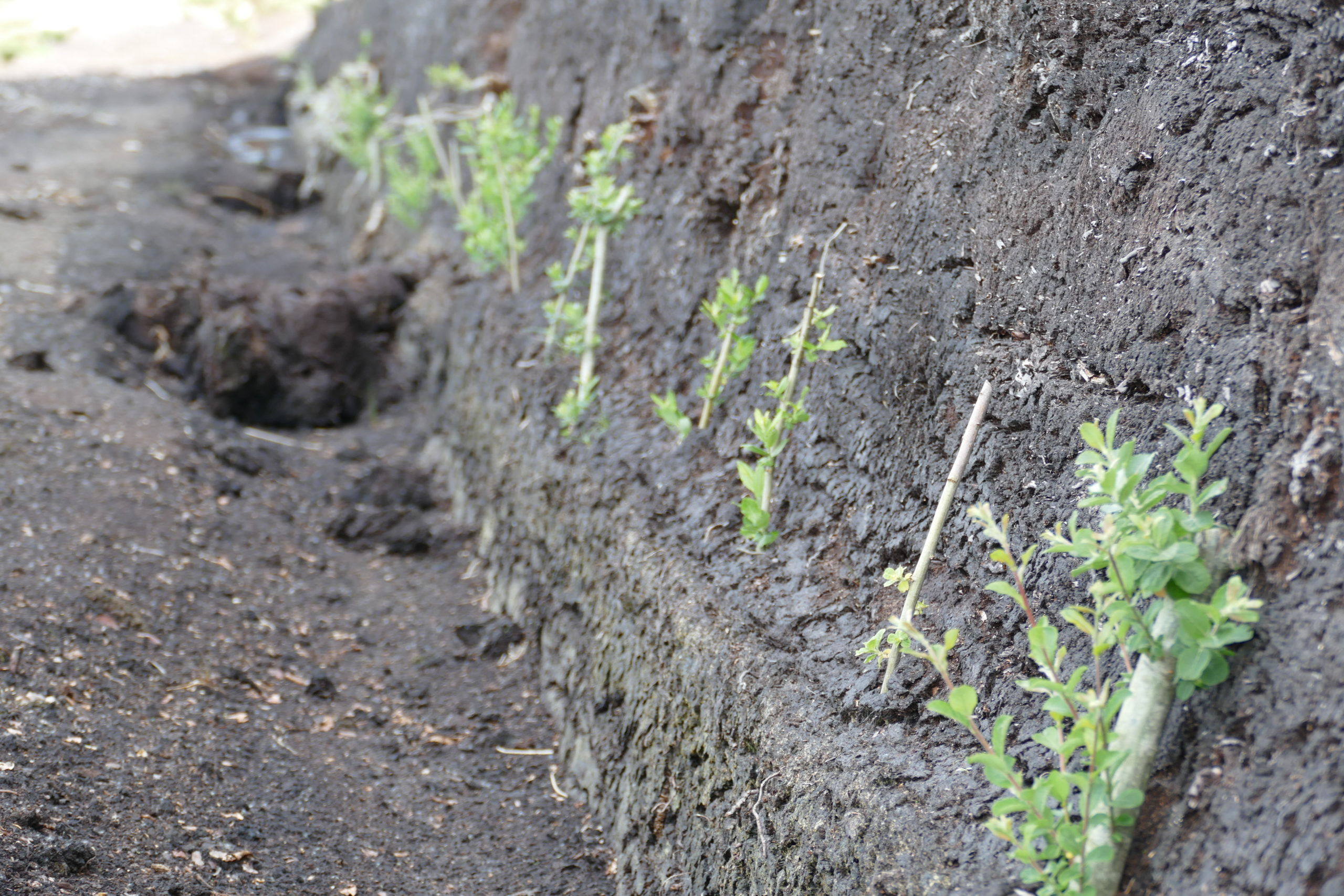 Early growth on willow cuttings struck into drains