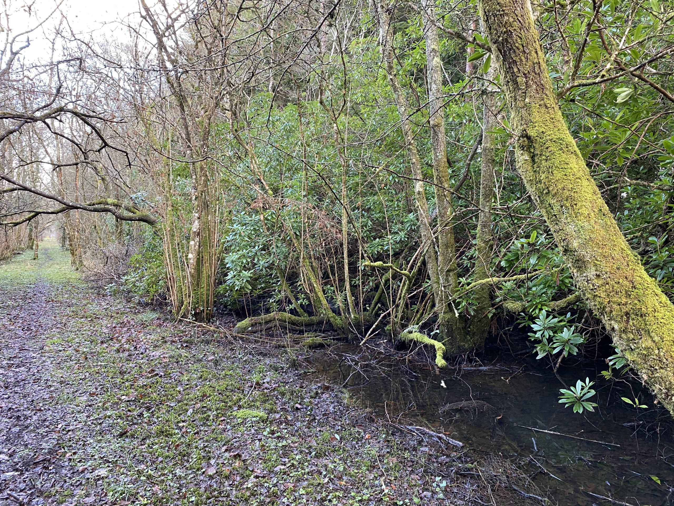 On the opposite side of the path, an uncleared area of wet woodland infested with rhododendron