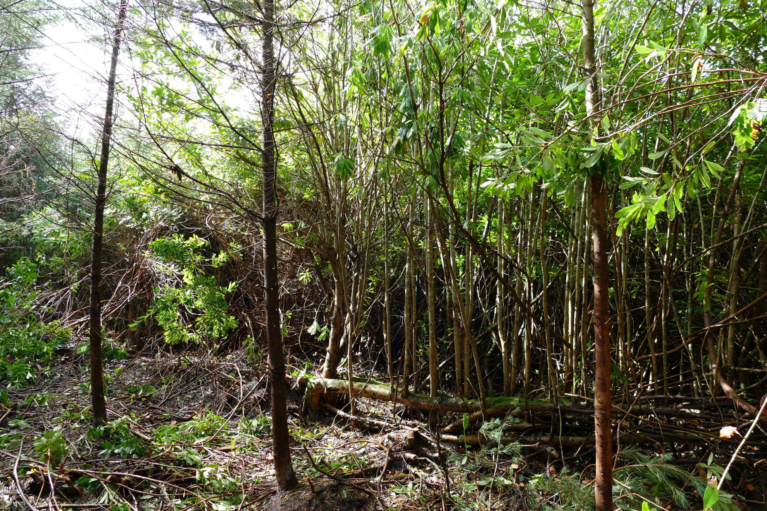 Invasive rhododendron choking a native woodland