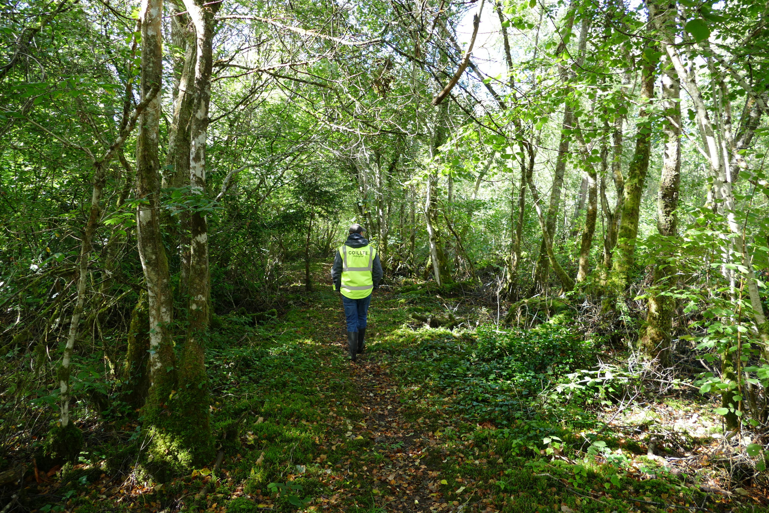 A walking path through the old woodland