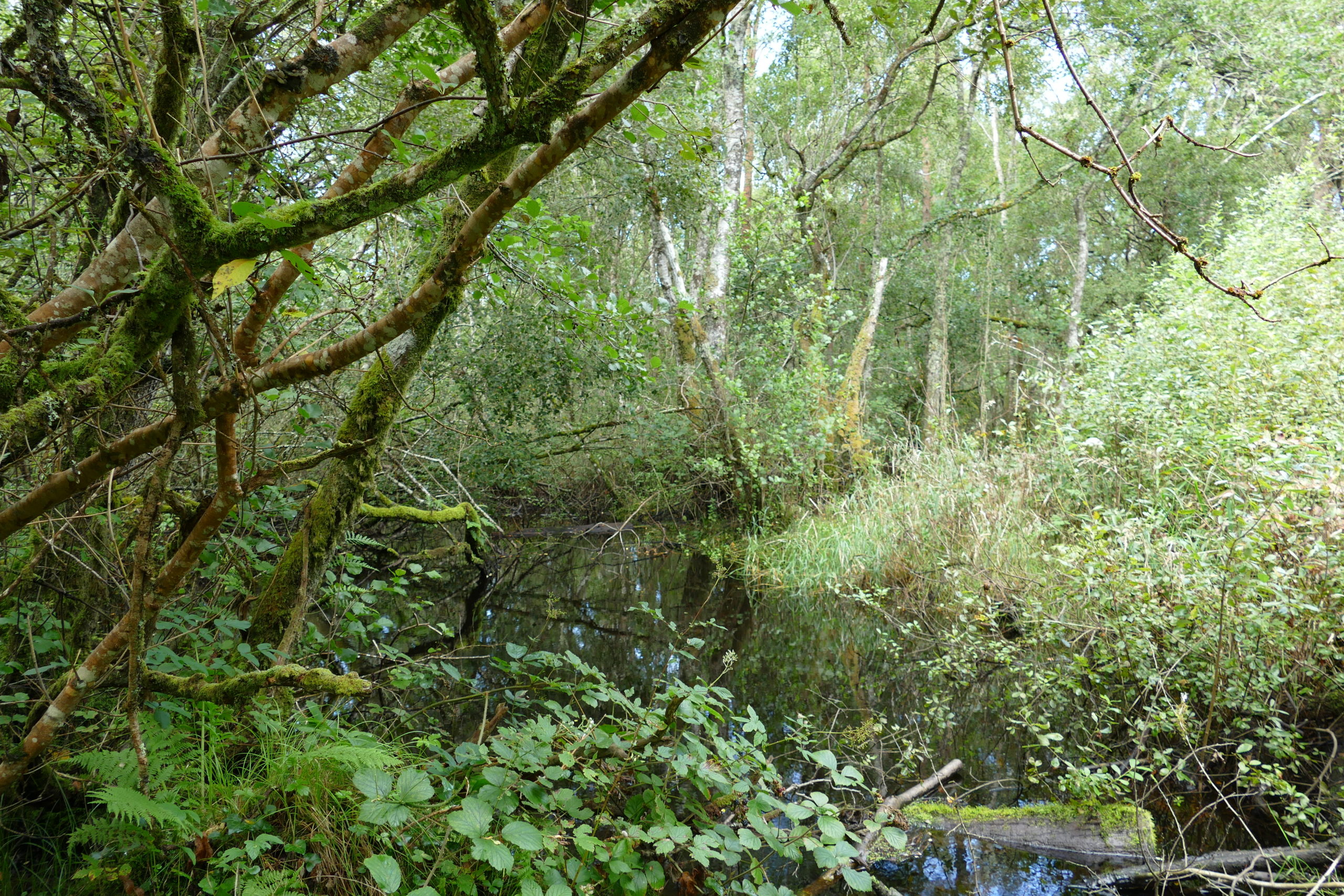 Wet alluvial woodland