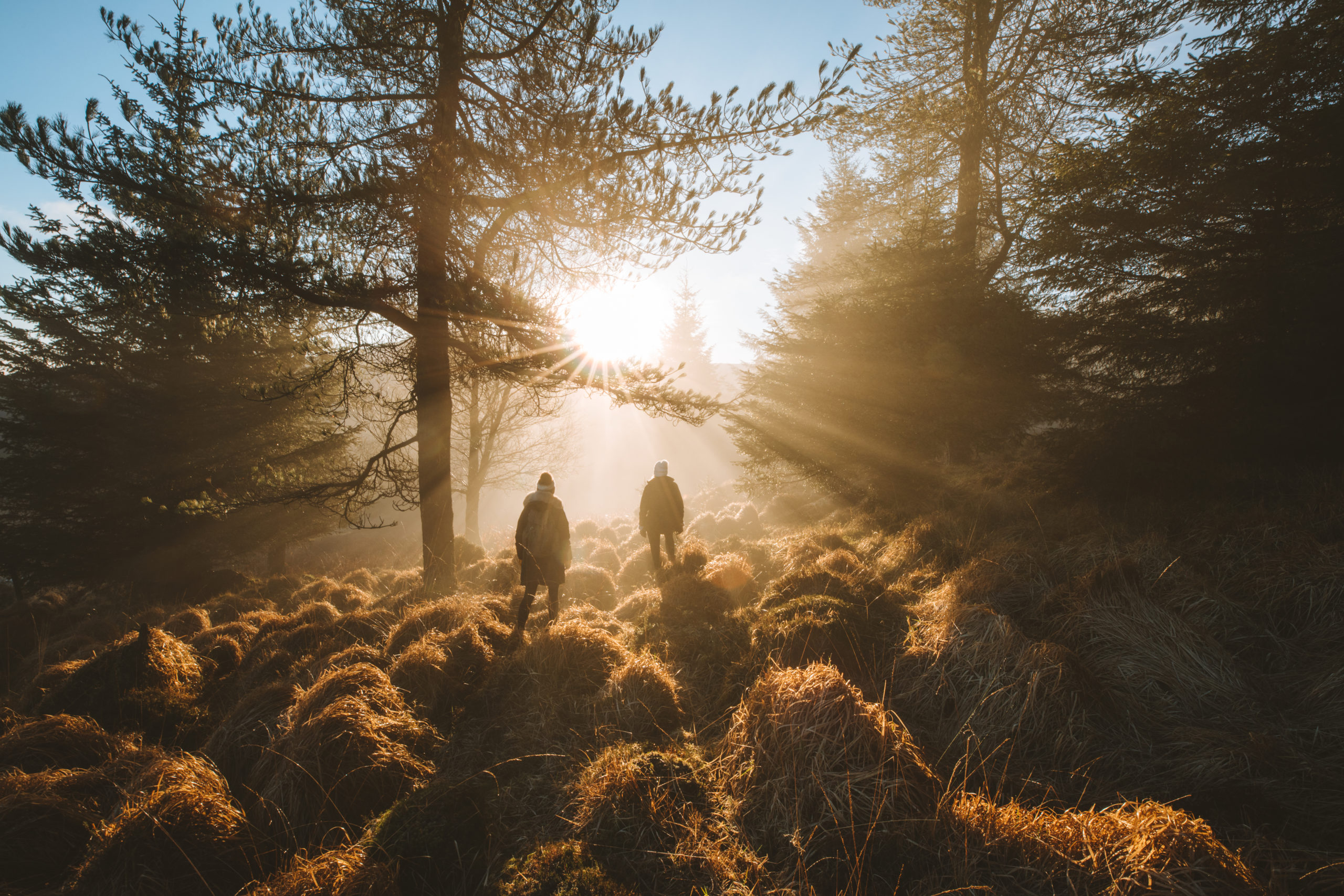 Coillte Nature 