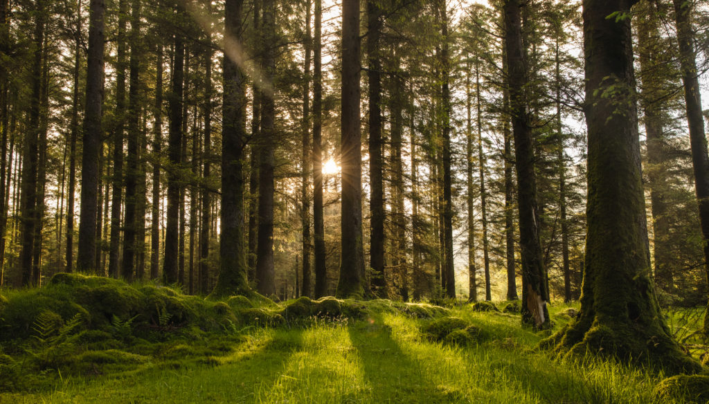 Image of sun shining through the tree trunks of a forest