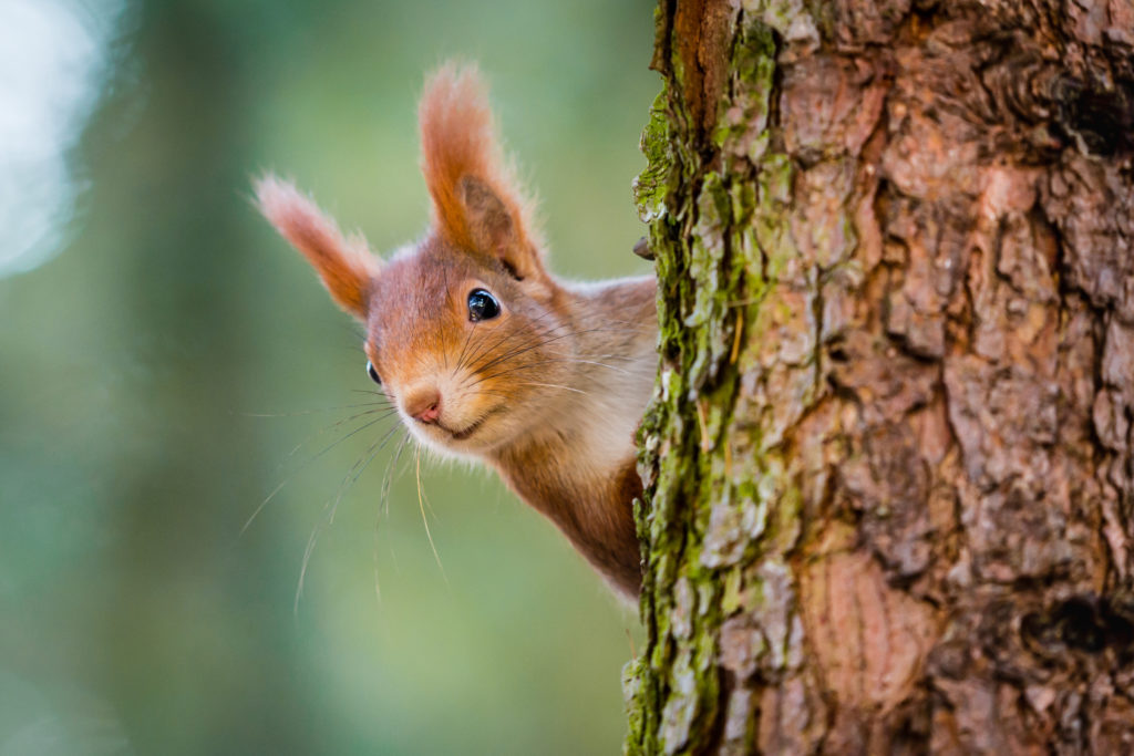 FORESTS FOR NATURE