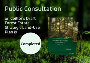 Picture of beech sapling on mossy forest floor with the caption public consultation on coillte's draft strategic forestry plan now completed