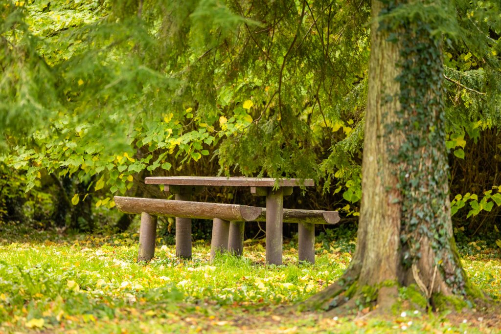 picnic bench on grass beneath trees in a forest park